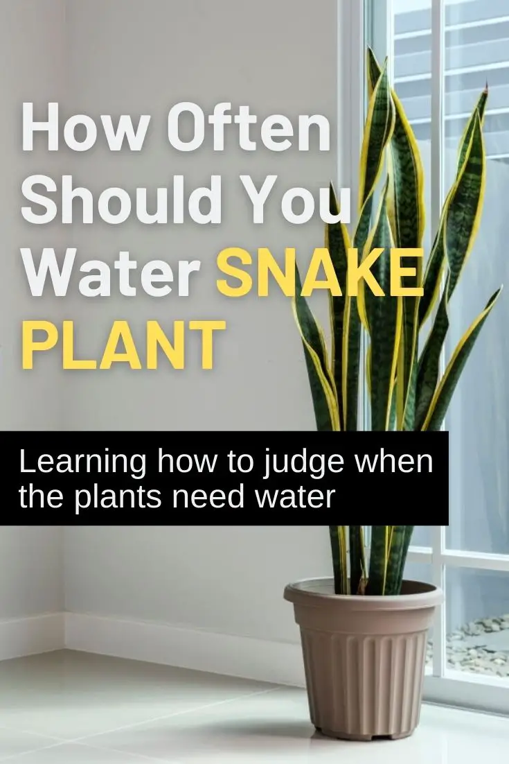 How Often Should You Water Snake Plant