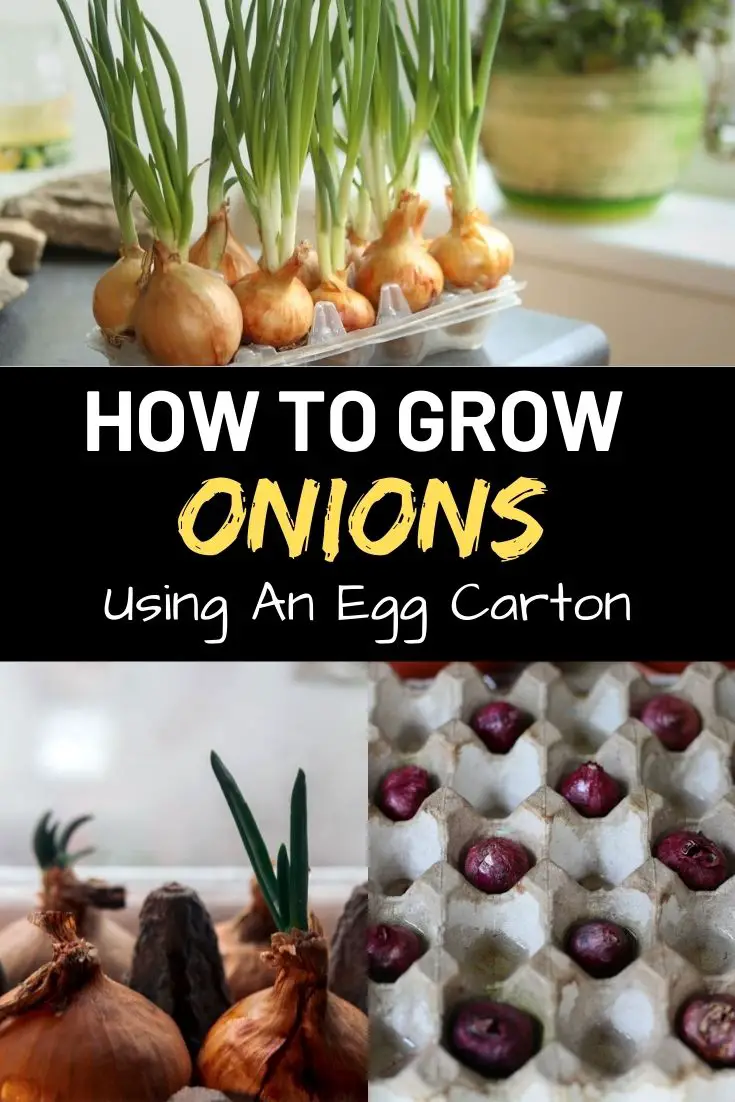 How To Grow Onions Using An Egg Carton