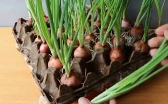 grow onion from egg carton