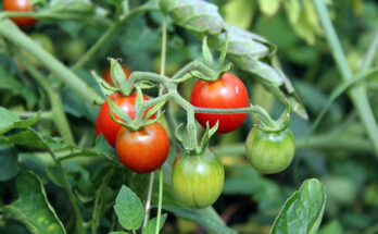 ripening tomatoes