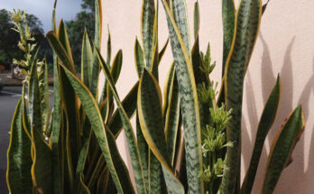 watering snake plant