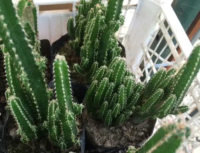 How to Grow and Care for a Fairy Castle Cactus