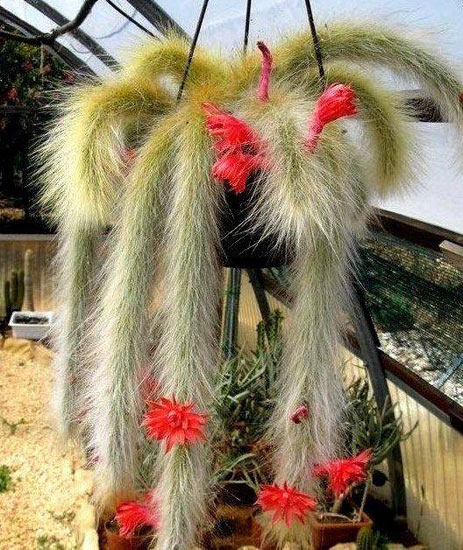 Monkey’s Tail Cactus – How to Take Good Care of It? – Amaze Vege Garden