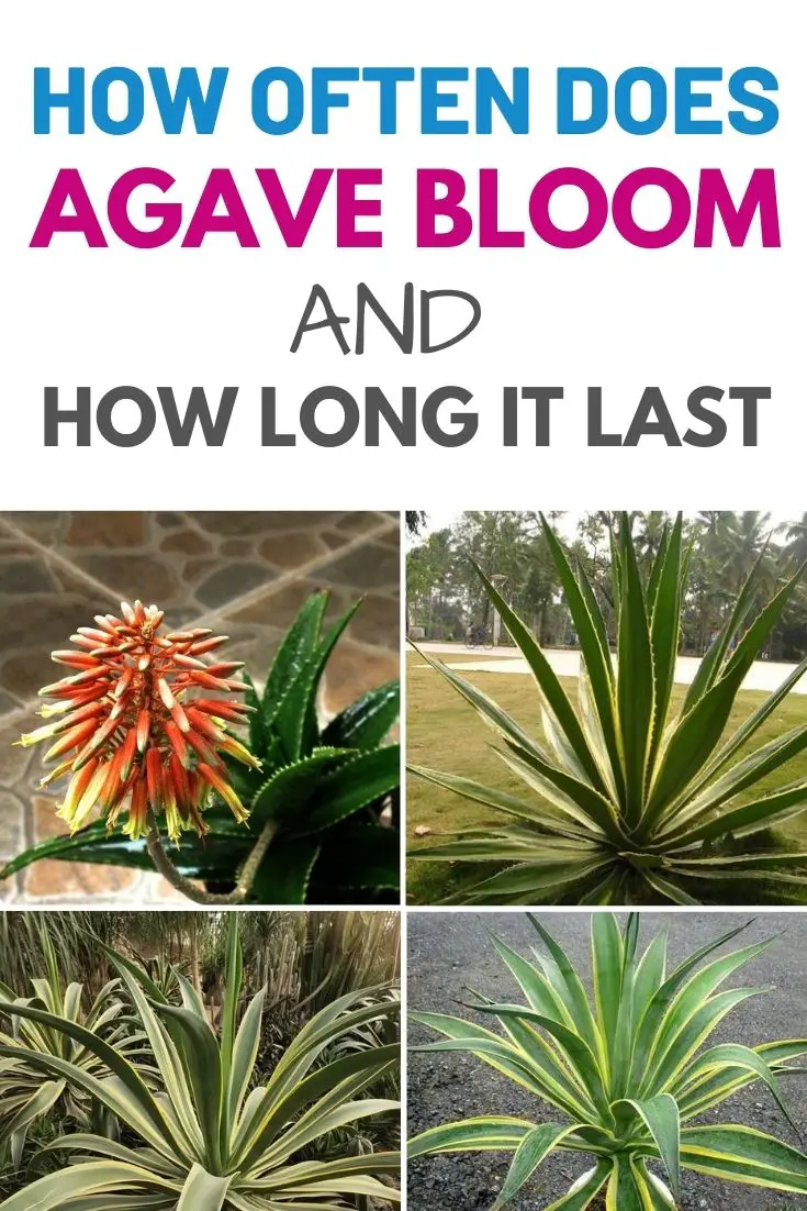 How Often Does Agave Bloom and How Long It Last