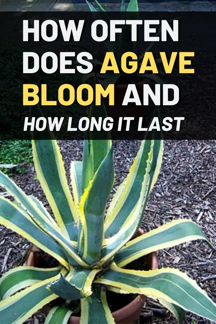 How Often Does Agave Bloom and How Long It Last?