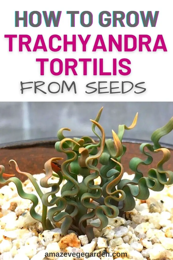 How to Grow Trachyandra Tortilis From Seeds