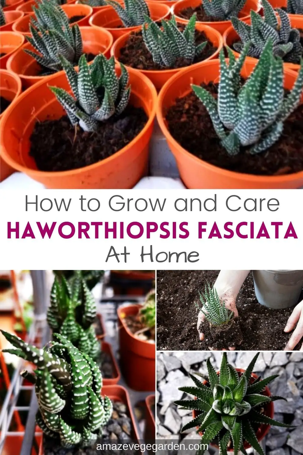 How to Grow and Care for Haworthiopsis Fasciata