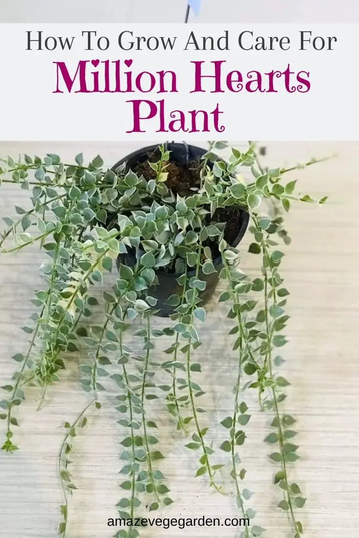 How to Grow and Care for Million Hearts Plant (Dischidia ruscifolia)