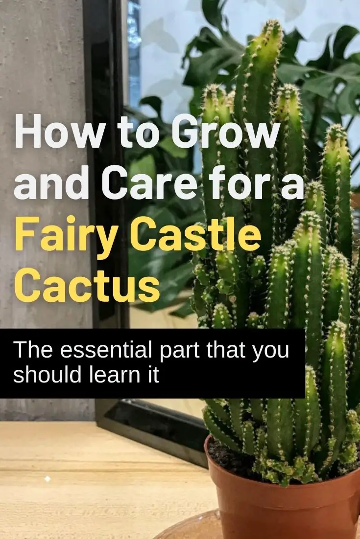 How to Grow and Care for a Fairy Castle Cactus