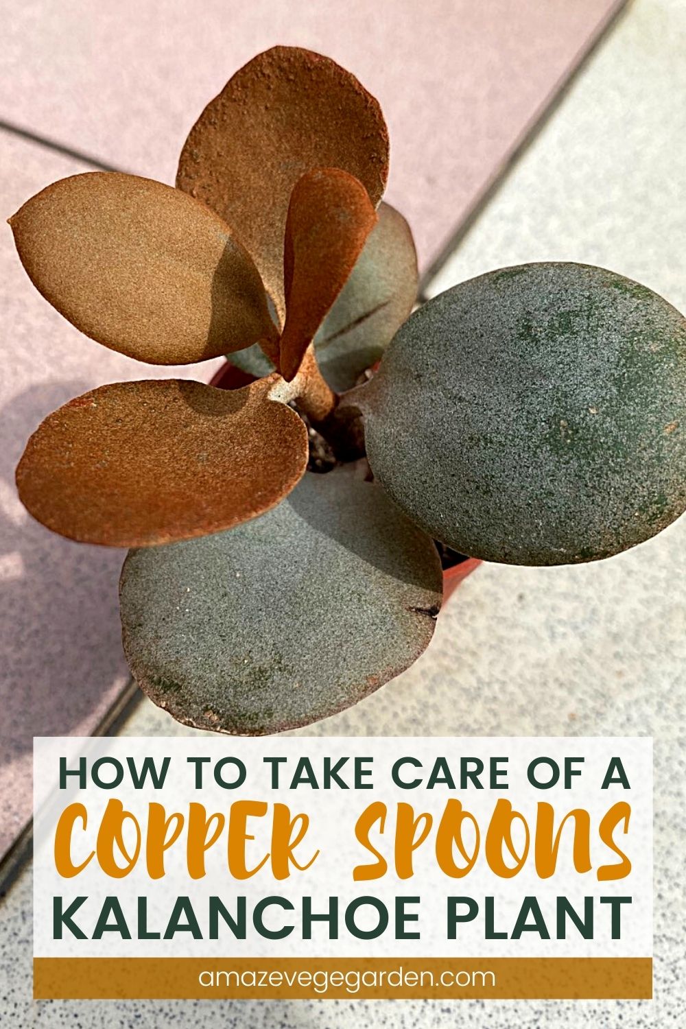 How to Take Care of a Copper Spoons (Kalanchoe) Plant