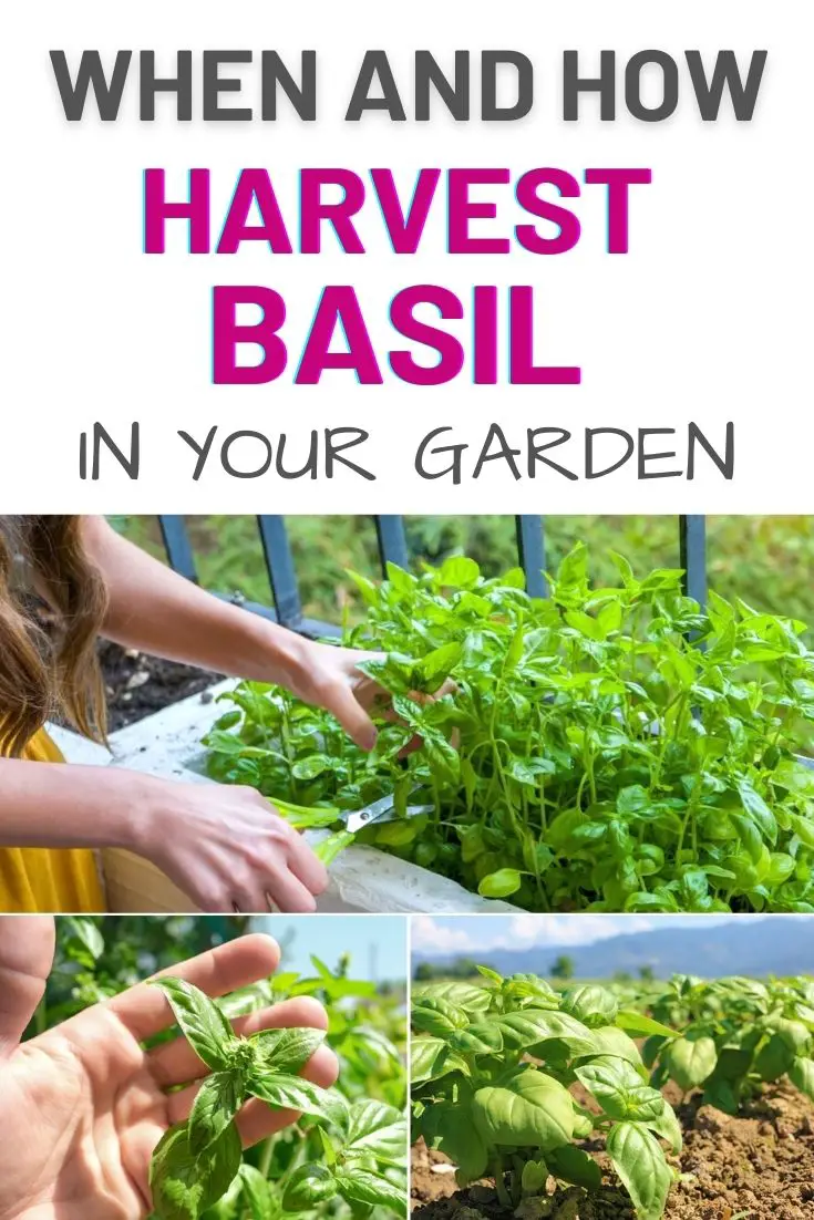 When and How to Harvest Basil in Your Garden