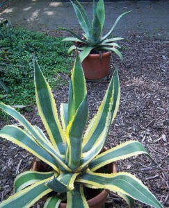 How Often Does Agave Bloom and How Long It Last? – Amaze Vege Garden