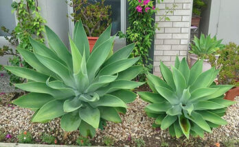 agave plant 3