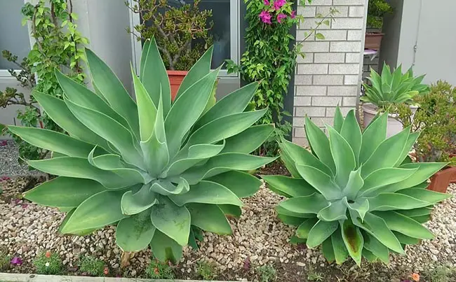 agave plant 3