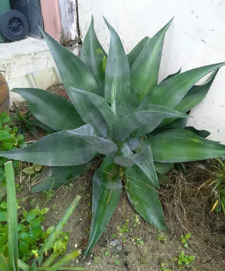 agave plant 4
