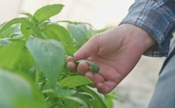 harvest basil