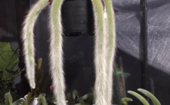 monkey's tail cactus