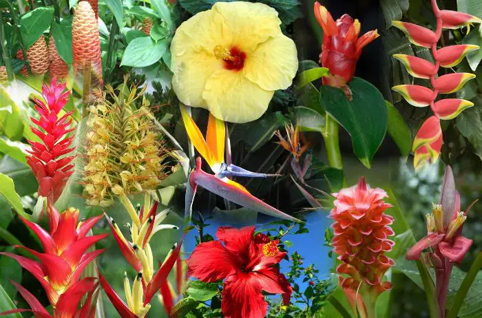  Hawaii blumen