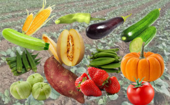 13 Vegetables