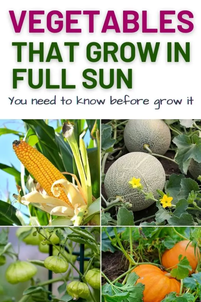 13 Vegetables That Grow In Full Sun Amaze Vege Garden