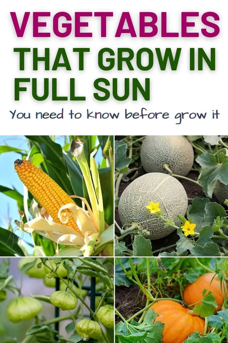 13 Vegetables That Grow In Full Sun