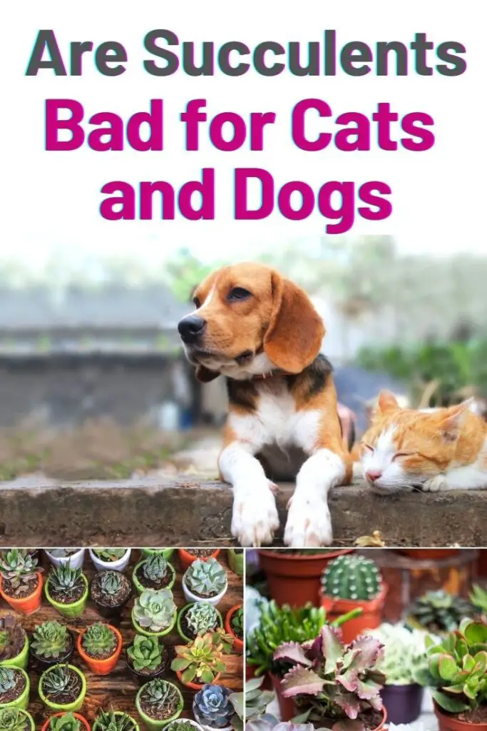 Are Succulents Bad for Cats and Dogs? Amaze Vege Garden
