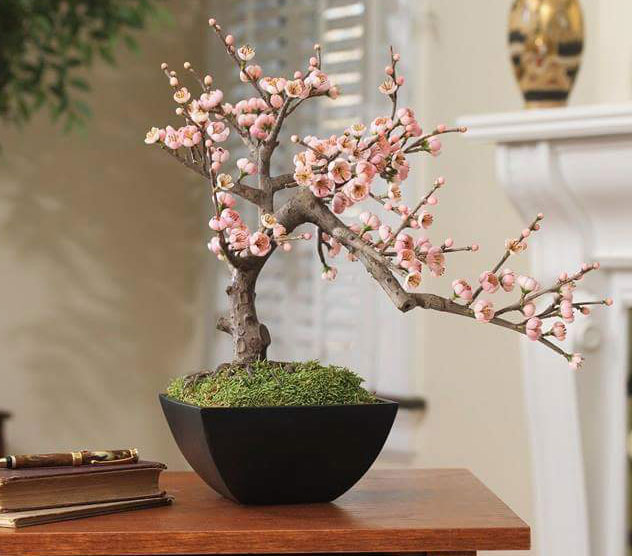 Flowering Cherry bonsai