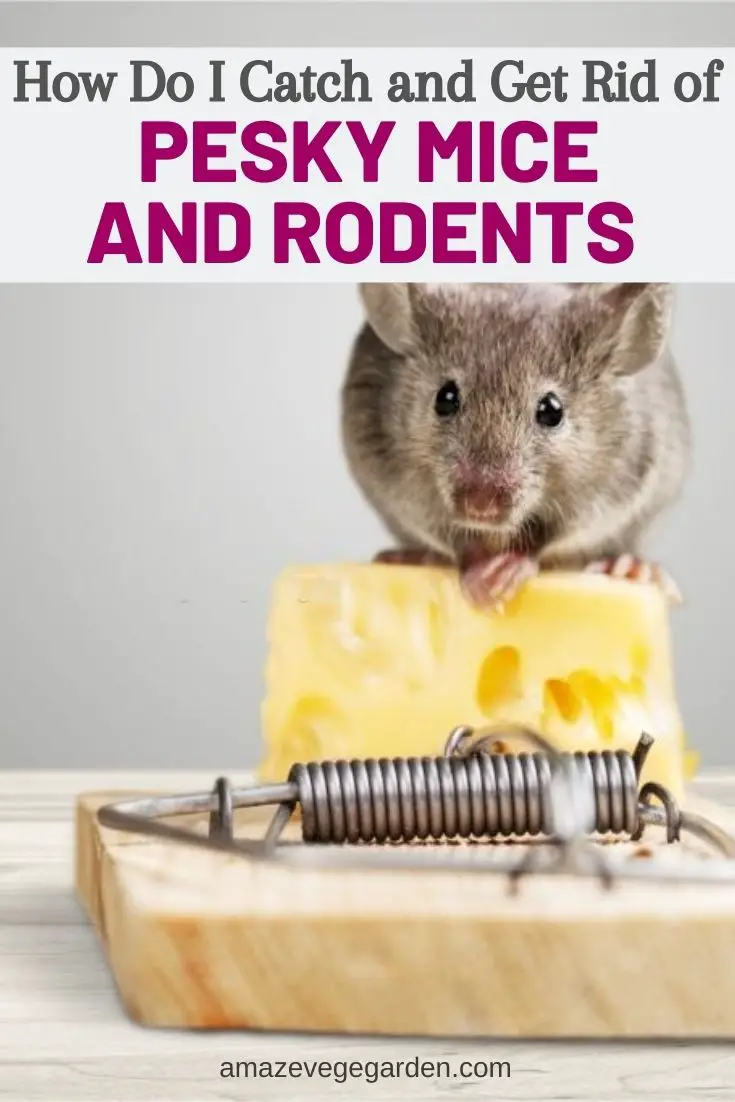 How Do I Catch and Get Rid of Pesky Mice and Rodents