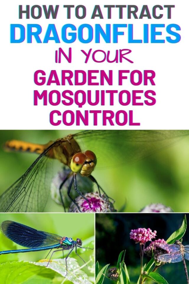 How To Attract Dragonflies In Your Garden For Mosquitoes Control ...