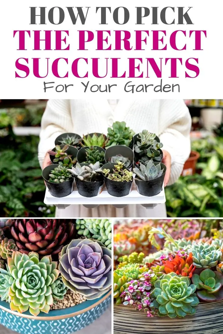 How to Pick the Perfect Succulent