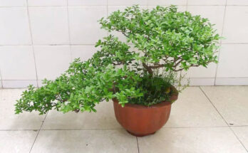 Ligustrum Bonsai 2