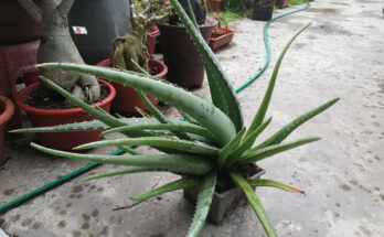 aloe vera 3