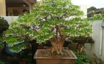 bonsai tree