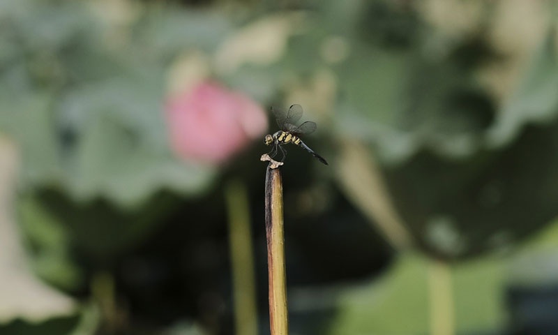 dragonfly on lotus flower