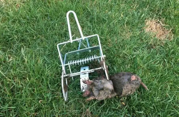 mouse trap