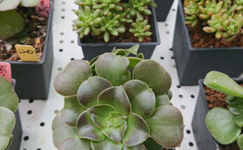 pretty succulent