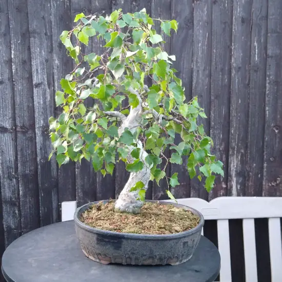 How Many Different Types Of Bonsai Trees In This World Amaze Vege Garden