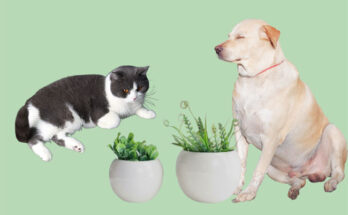 succulent toxic for cats and dogs