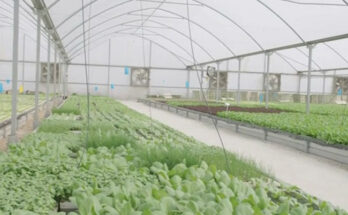 Hydroponic Farming