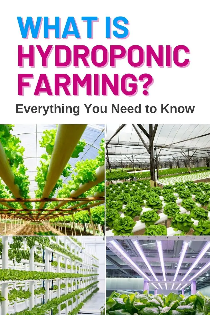 What is Hydroponic Farming Everything You Need to Know