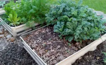 raised bed vegetables