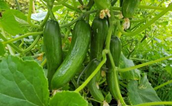 grow cucumbers