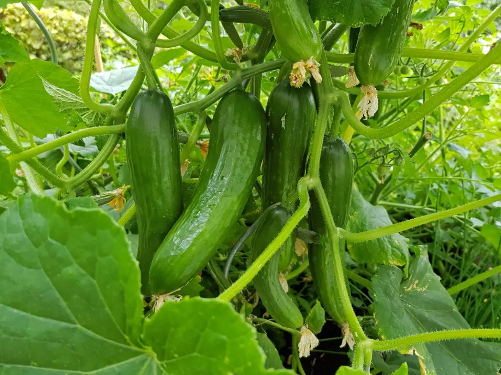 grow cucumbers 