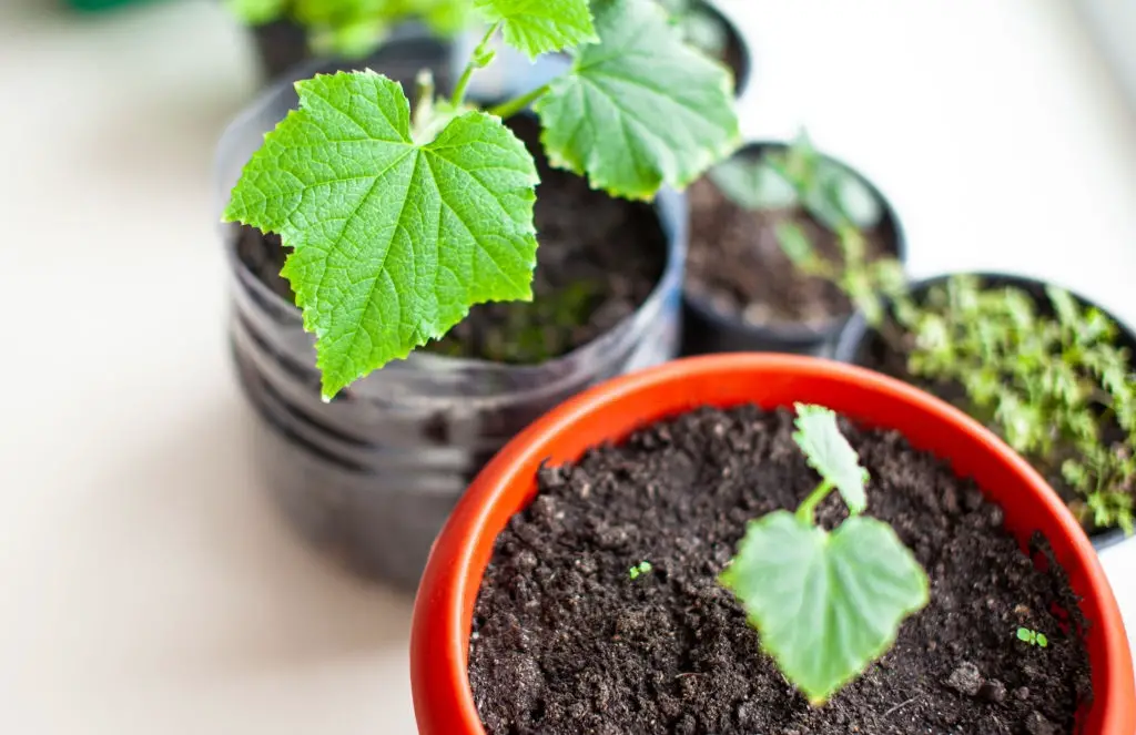 grow cucumber in pots