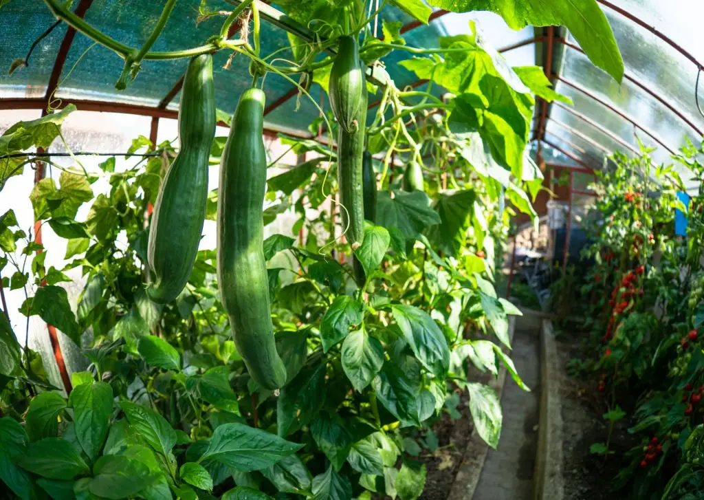 grow cucumbers in greenhouse
