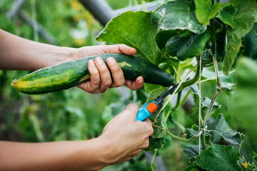 how to harvest cucumbers