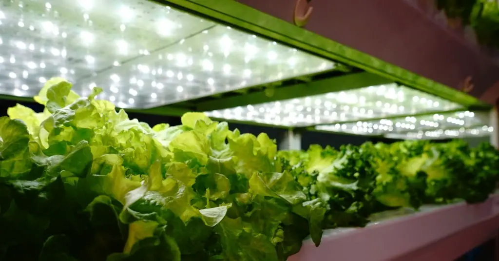 Artificial Lighting for Indoor Vegetables