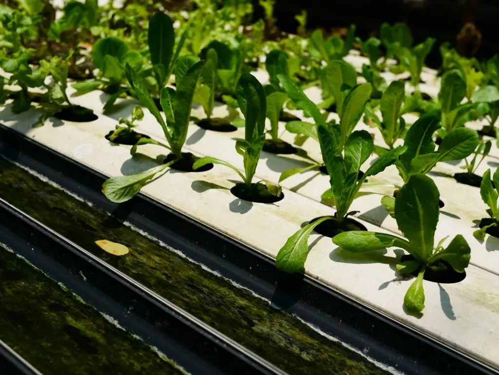 Growing Media for Indoor Vegetables