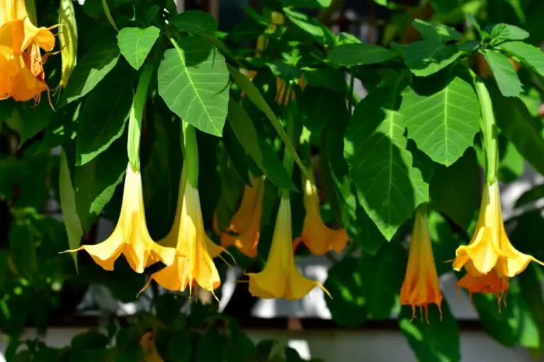 11 Best Smelling Flowers to Have in Your Garden Amaze Vege Garden