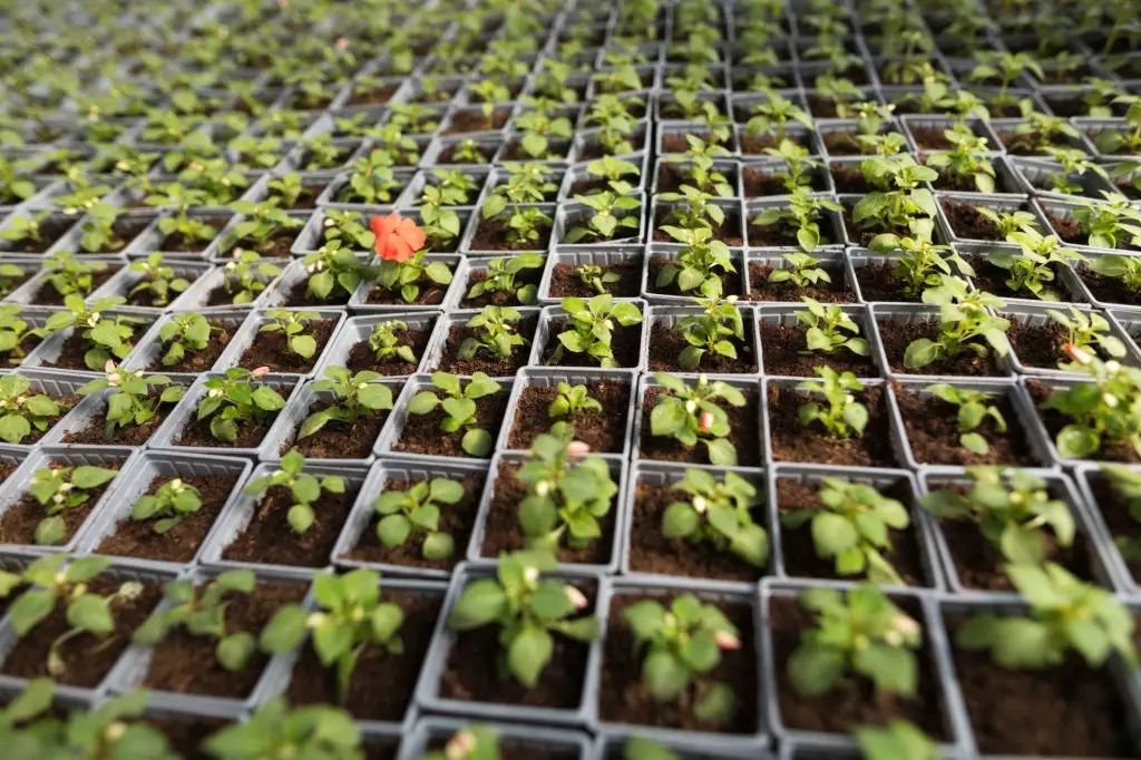 Mold In the Flower Seed Trays or Peat Pots